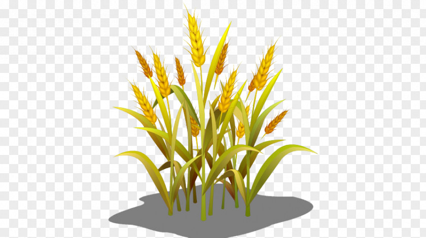 Wheat Grasses Sowing Food PNG