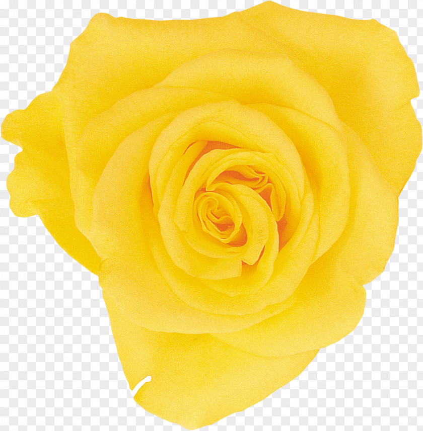 Yellow Rose Beach Flower Petal PNG
