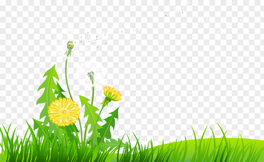 Beautiful Dandelion Flower Clip Art PNG