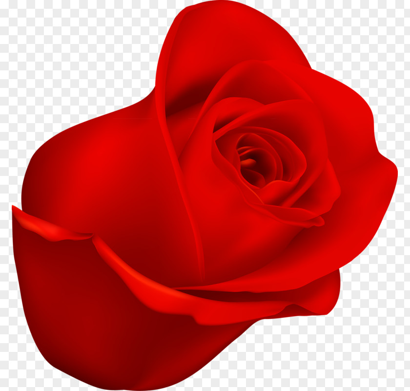 Bright Red Roses Garden Cut Flowers Petal Close-up PNG