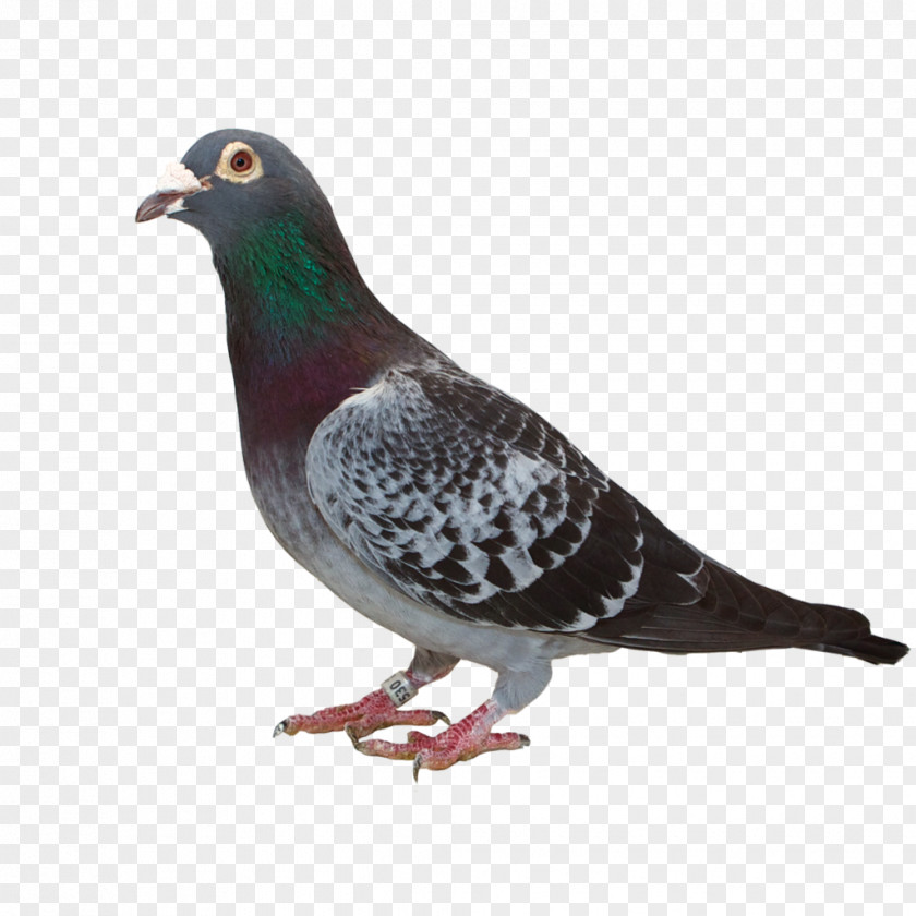 Feather Stock Dove Columbidae Beak PNG