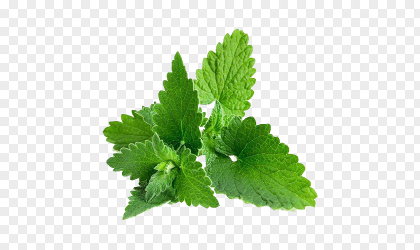 Green Lemon Balm Young Living Facebook Essential Oil Like Button PNG