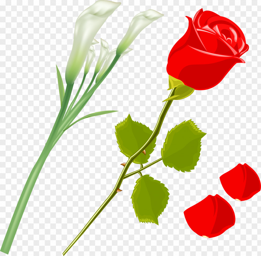 Rose Vector Garden Roses Flower Rosa Gallica Clip Art PNG