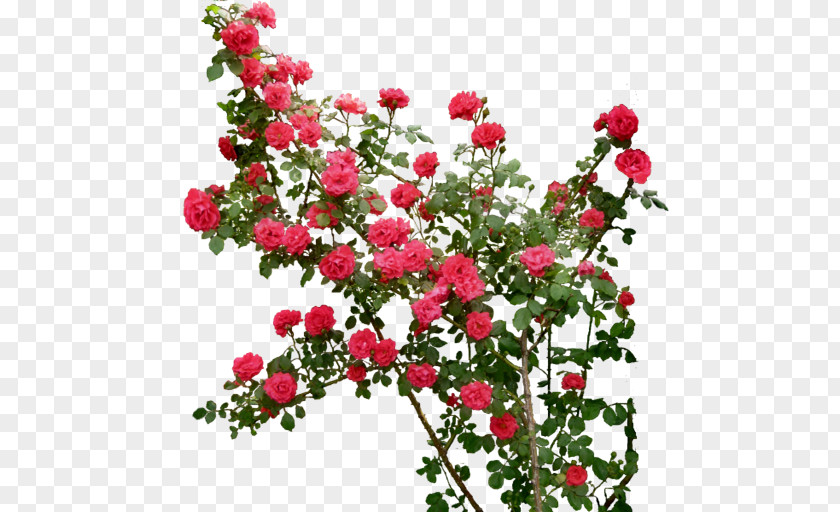 Flower Garden Rose Clip Art PNG