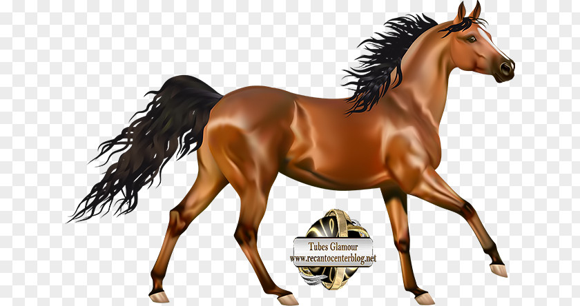 Foal Drawing Morgan Horse Arabian Pony Andalusian Clip Art PNG