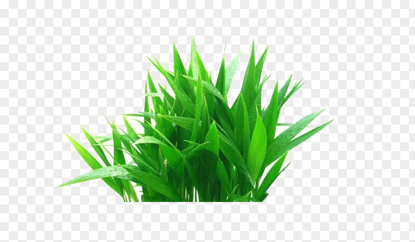 Grass Plant Flowerpot Banco De Imagens PNG