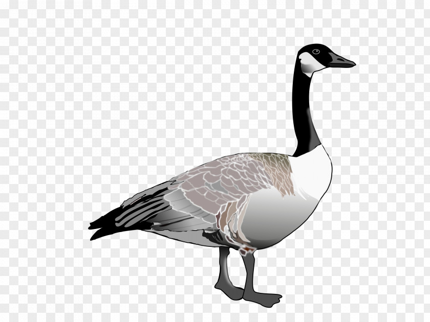 Gull Canada Goose Duck Anser Clip Art PNG