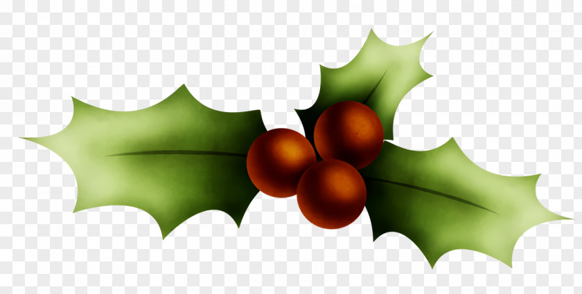 Hollyleaf Cherry Flower Christmas Holly Ilex PNG