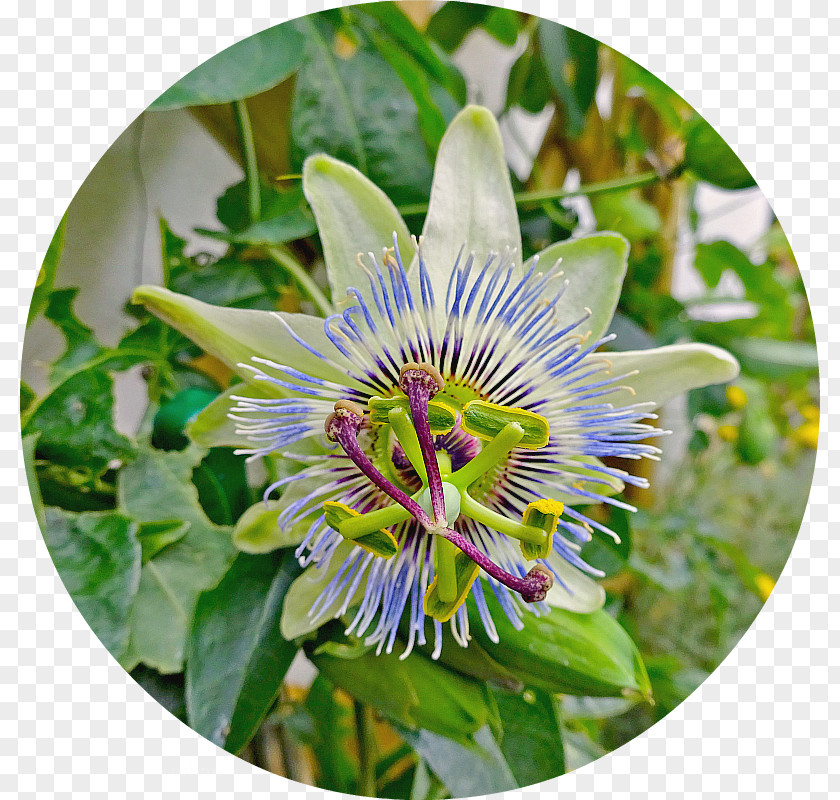 Passiflora Vitifolia Purple Passionflower Giant Granadilla PNG