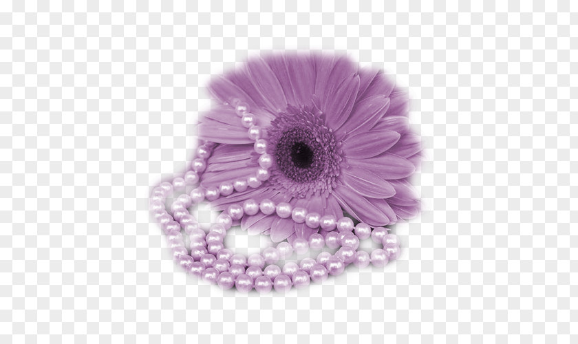 Purple Chrysanthemum PNG