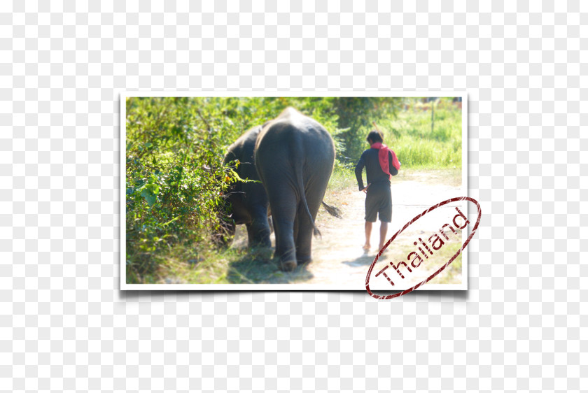 Safari Indian Elephant African Wildlife Fauna PNG