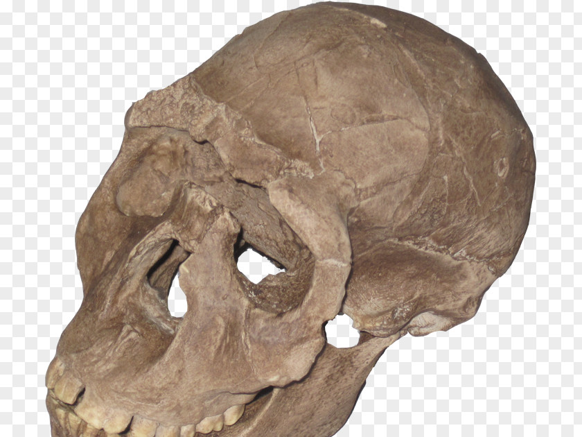Skull Neanderthal Homo Sapiens Primate Archaic Humans PNG