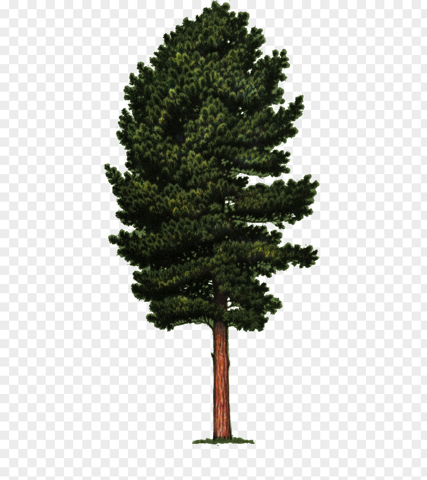 Tree Vector Graphics Clip Art Stock Photography Cedar PNG