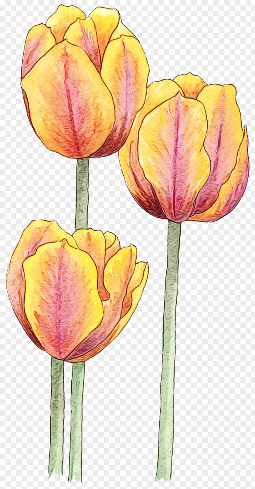 Tulip Flower Petal Yellow Plant PNG
