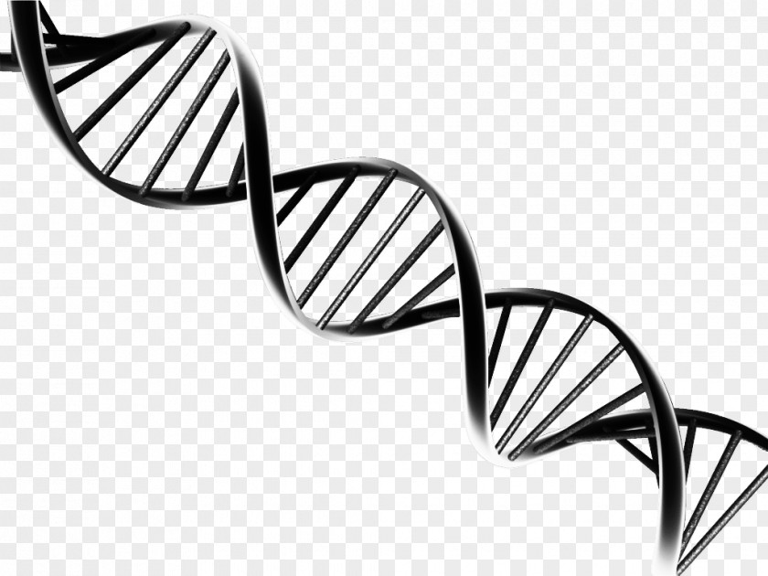 Adn Molecular Models Of DNA Nucleic Acid Double Helix Clip Art PNG