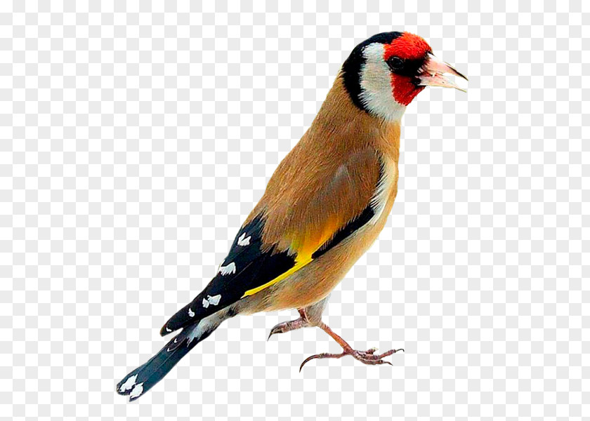 Bird Domestic Canary Finches European Goldfinch American PNG