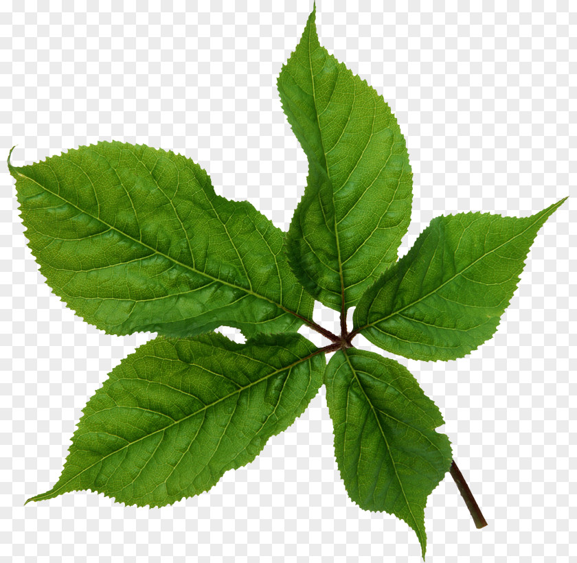 Leaf Texture Mapping PNG