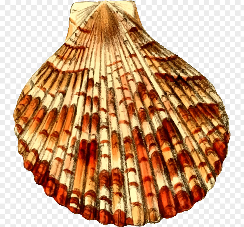Shell Color Seashell Clip Art PNG
