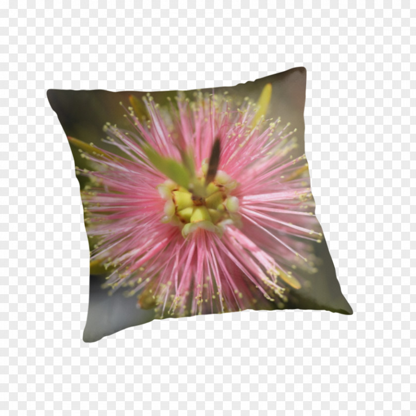 Callistemon Throw Pillows Yellow Cushion Blue PNG