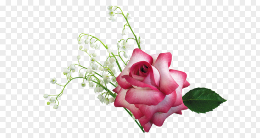 Rose Garden Roses Flower Desktop Wallpaper Drawing PNG