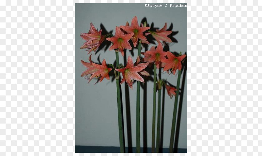 Squill Amaryllis Jersey Lily Houseplant Artificial Flower Plant Stem PNG