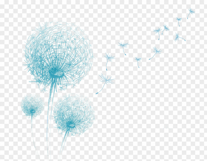 Dandelion Drawing Flower PNG