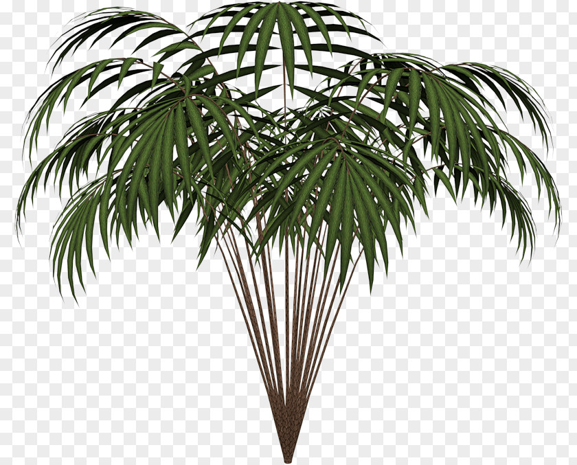 Leaf Palm Trees Clip Art Areca Plants PNG