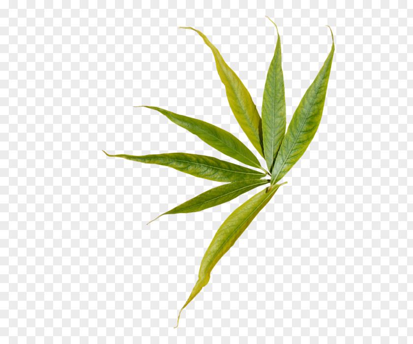 Leaf Plant Stem Hemp PNG