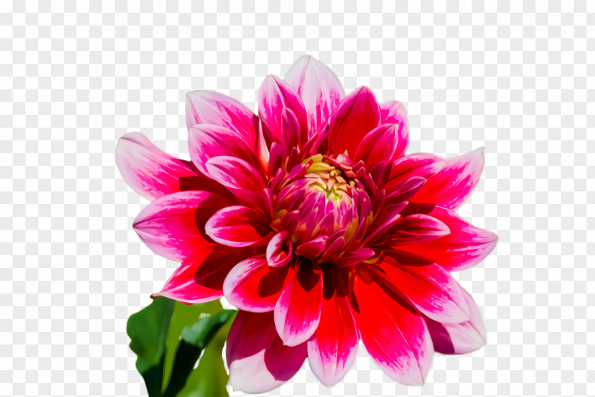 Magenta Cut Flowers Flower Flowering Plant Petal Pink PNG