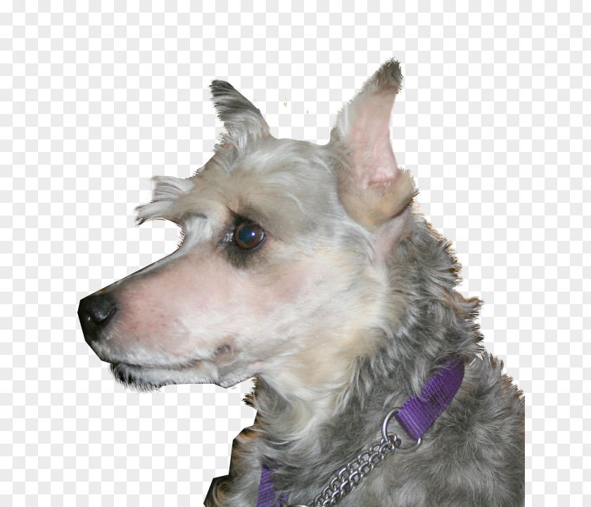 Miniature Schnauzer German Pinscher Rare Breed (dog) Dog PNG