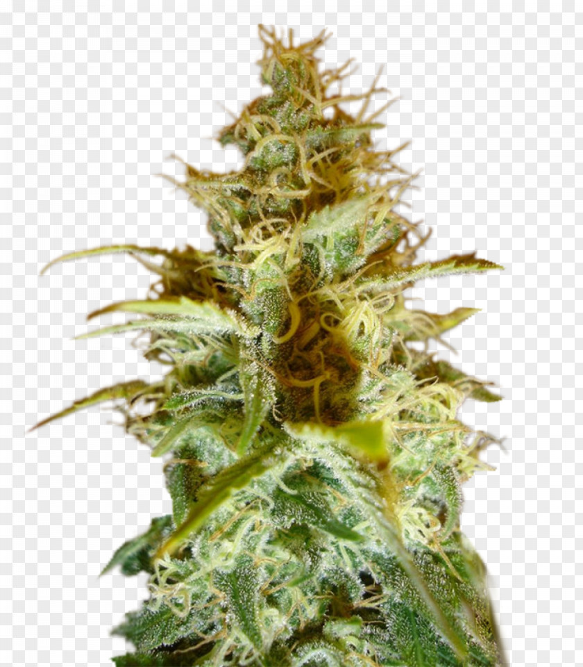 Cannabis Cup White Widow Sativa Seed PNG