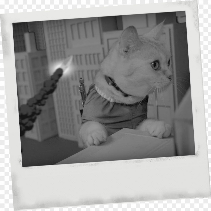 Dog Whiskers Cat White Picture Frames PNG