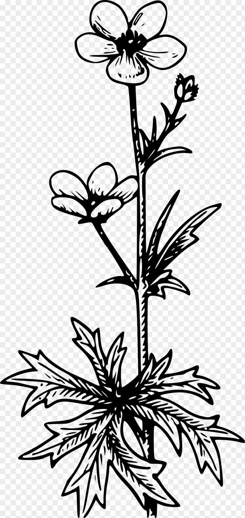 Flower Buttercup Wildflower Clip Art PNG