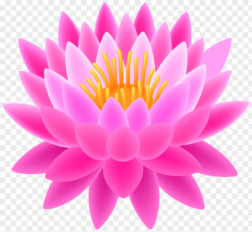 Pink Lotus Transparent Clip Art Image Sacred PNG