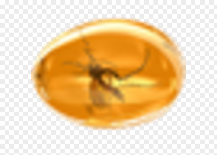 Amber Fossil Clip Art PNG