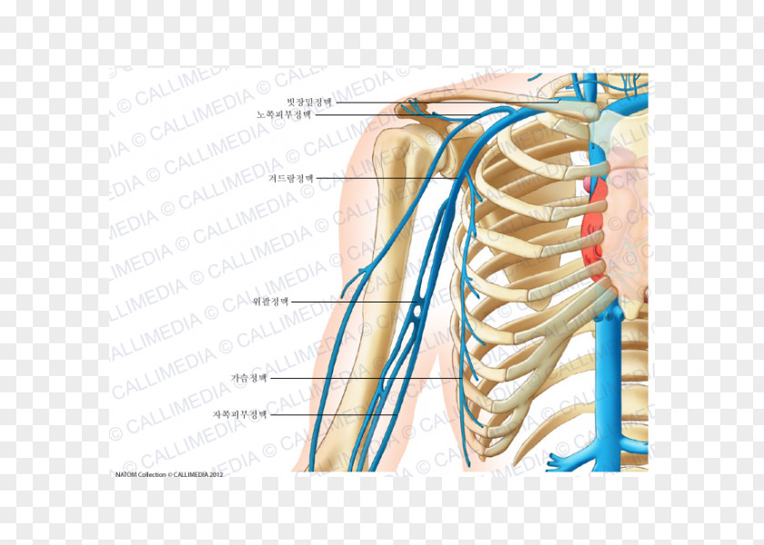 Arm Cephalic Vein Circulatory System Anatomy Human Body PNG