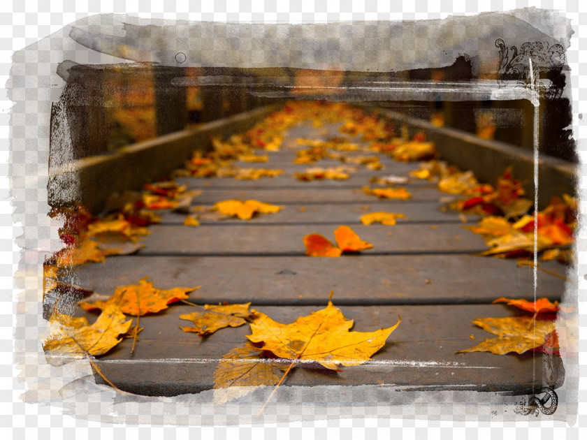 Autumn High-definition Television Leaf Color 1080p PNG