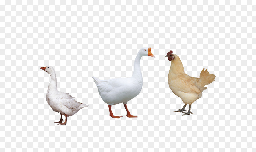 Duck Chicken Domestic Goose Newcastle Disease PNG