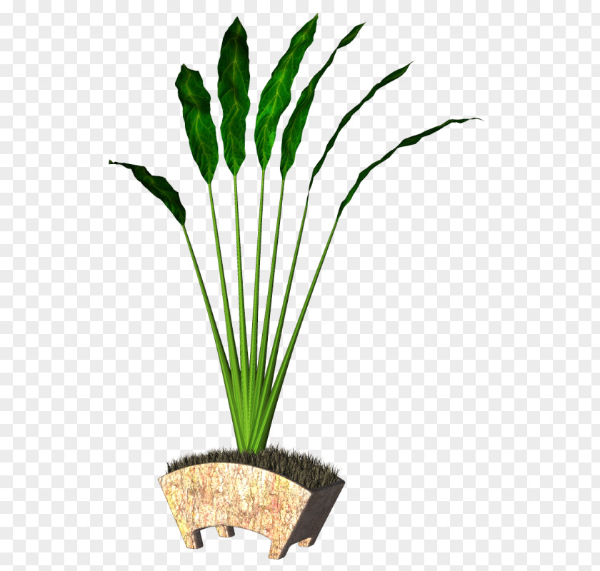 Flower Flowerpot Ornamental Plant Leaf Stem PNG