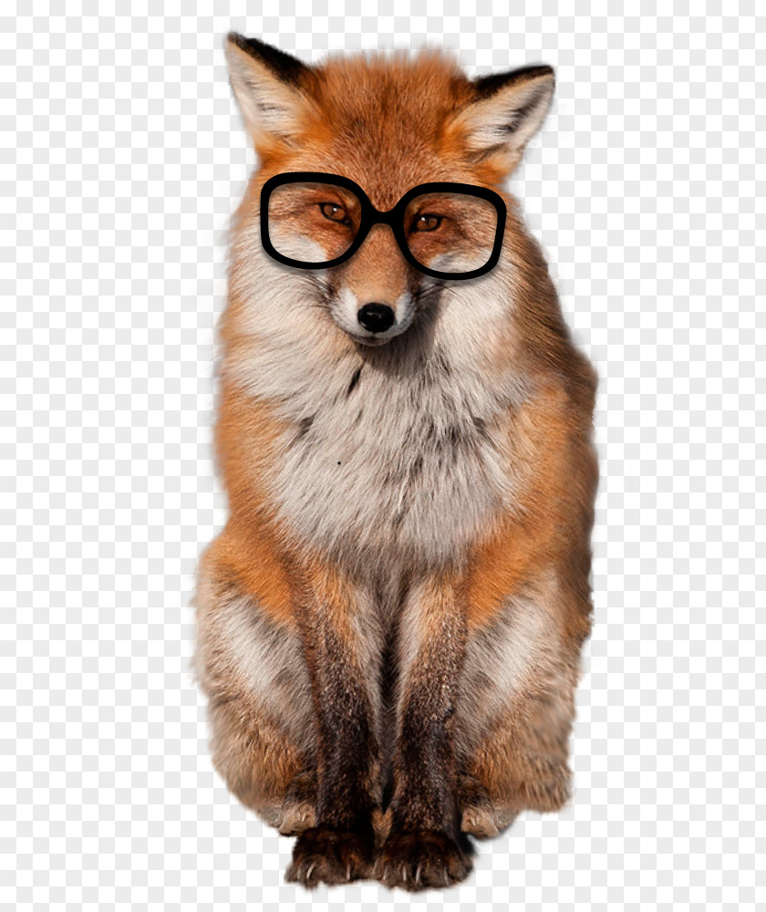 Fox Red Whiskers Fur Snout PNG