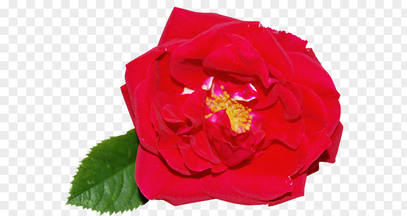 Garden Roses Centifolia Rosa Chinensis Floribunda Petal PNG
