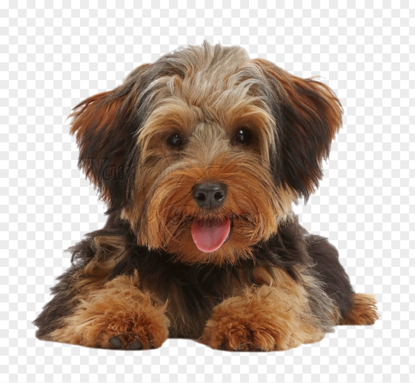 Puppy Yorkshire Terrier Norfolk Schnoodle Morkie Cavapoo PNG