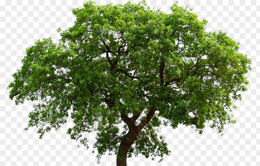 Tree Oak Maple Liriodendron Tulipifera Ceratocystis Fagacearum PNG