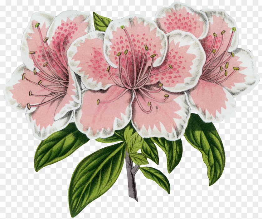 French Graphics Fairy Wreath Azalea Floral Design Flower Botany Botanical Prints PNG