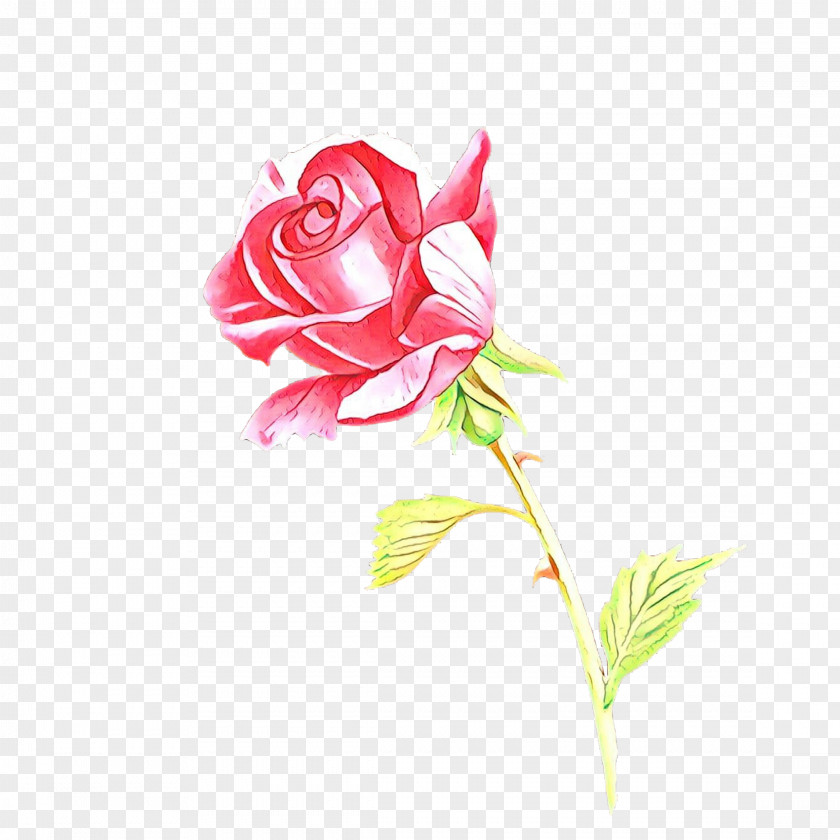 Garden Roses Cabbage Rose Cut Flowers Floral Design PNG