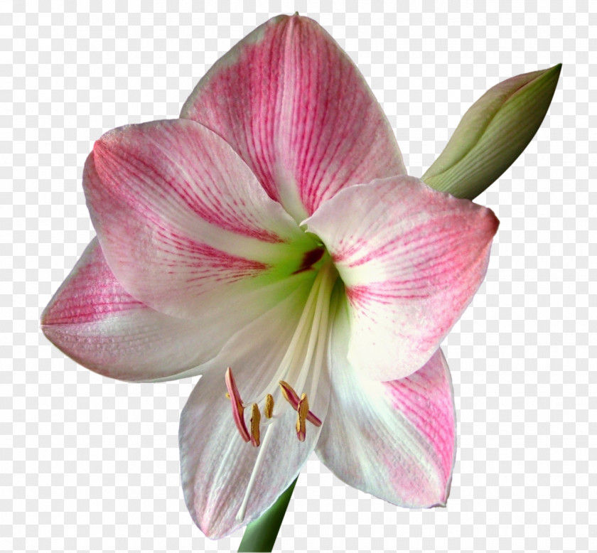 Lily Jersey Amaryllis Bulb PNG