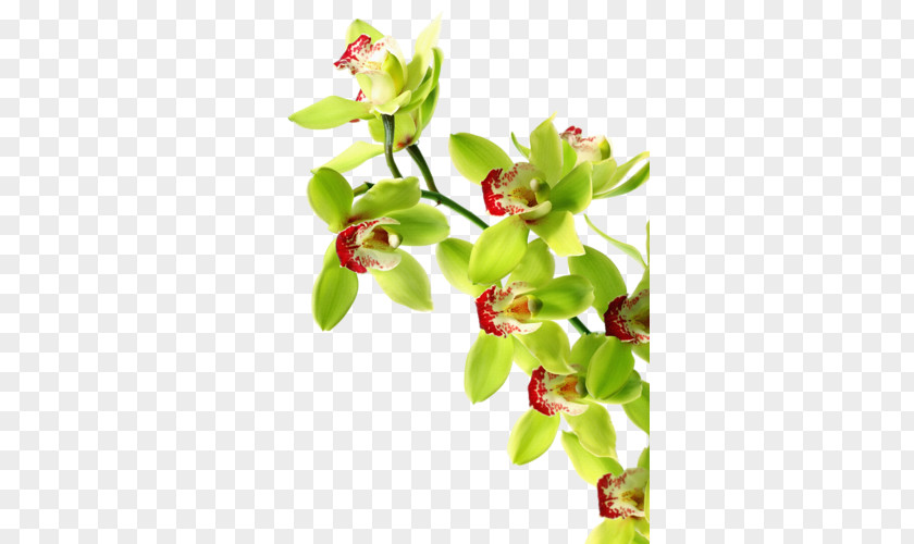 Orchids Green Orchid Growing Tiger Boat PNG