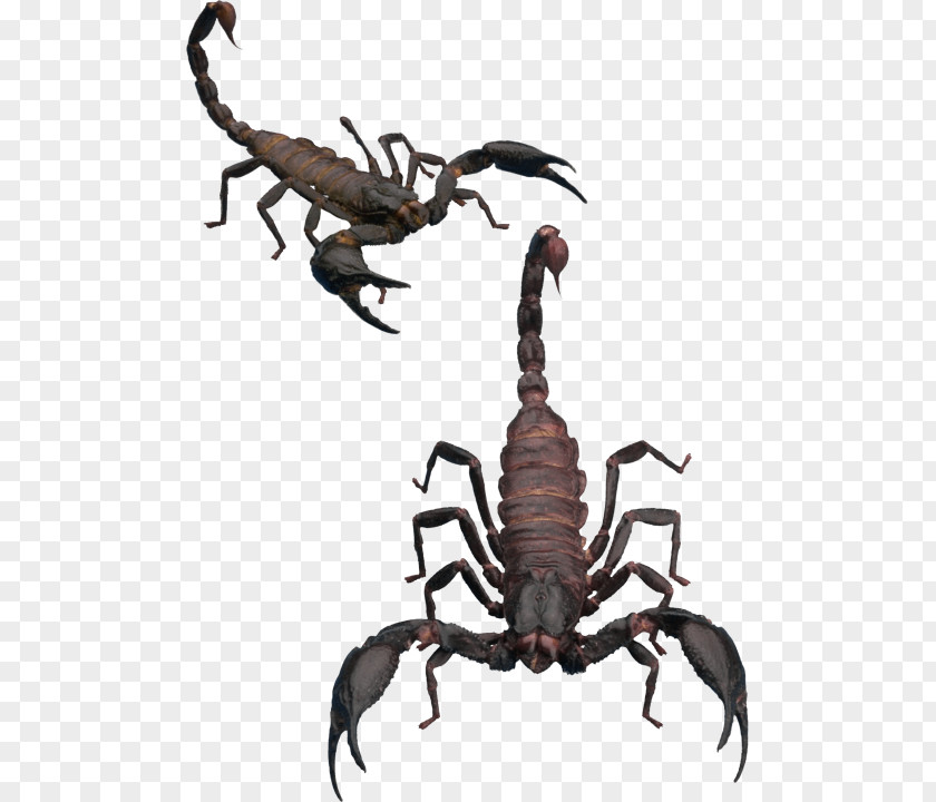 Scorpion Pictures Invertebrate Clip Art PNG