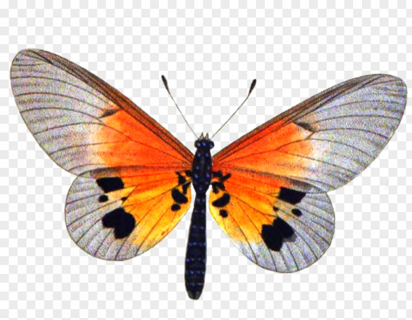 Buterfly Butterfly Insect Clary Stock Photography PNG