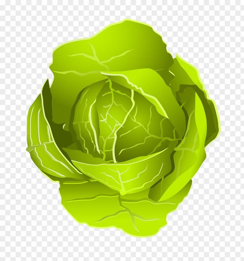 Cabbage Vegetable Illustration PNG